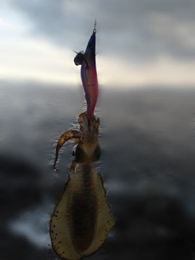 まるで秋エギング